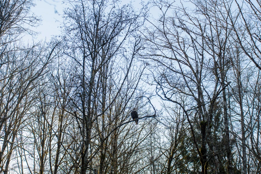 An eagle sits perched on a branch of a bare tree surrounded by several other equally bare trees with a gray overcast sky above them