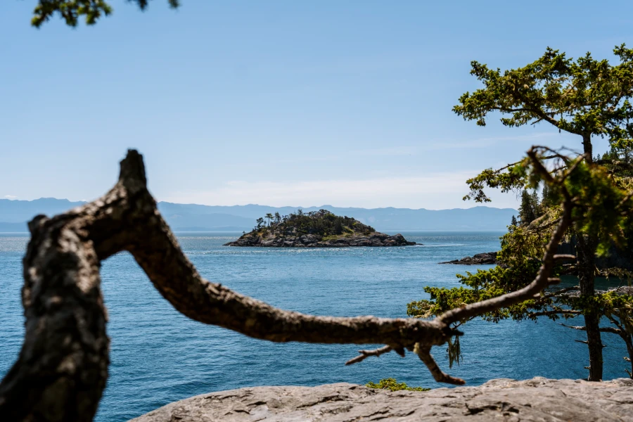A small rocky island just off the coast of Iron Mine Bay is framed by a tree that has grown horizontally on a coastal cliff