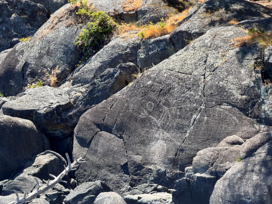 A petroglyph that shows a seal in profile is carved into a large rock face.