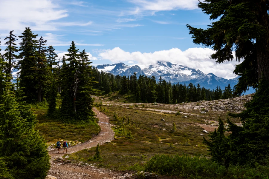 A wide dirt path meanders through sparse trees in the alpine with snowy mountain peaks on the horizon