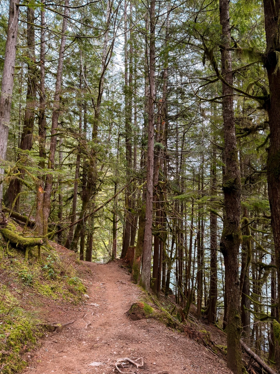 A dry dirt path cuts across a slope surrounded by evergreen trees on both sides