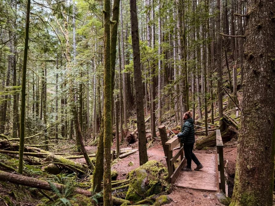A man stands on a small wooden bridge in a forest surrounded by tall mossy trees