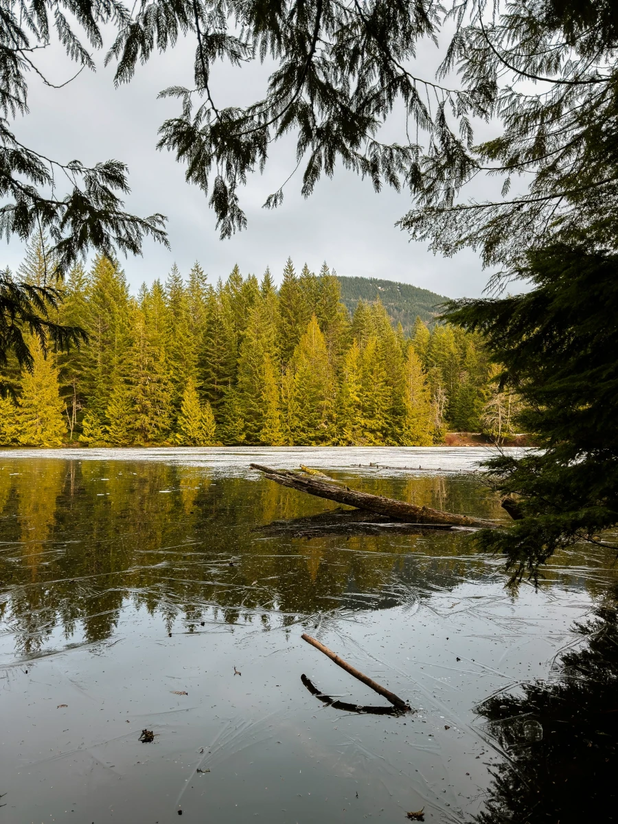 A half frozen lake surrounded by evergreen trees
