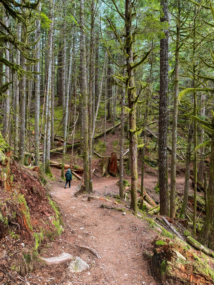 A person walks around a bend on a sloped dirt path weaving between a forest