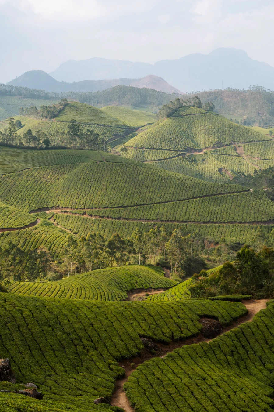 Image related to getting around kerala