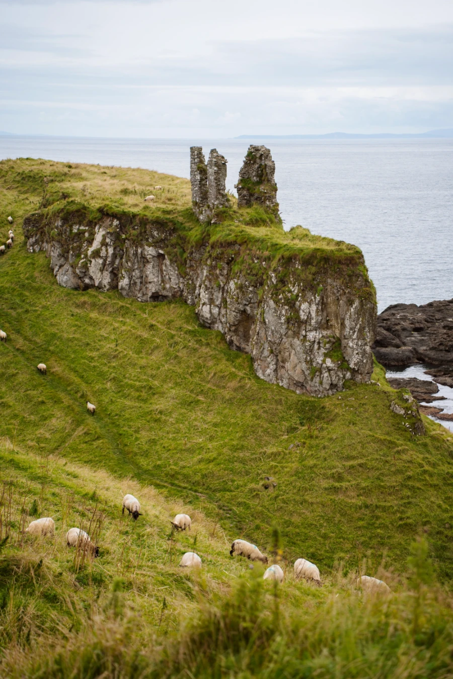 A flock of sheep graze on a steep grassy slope backed by rocky cliffs