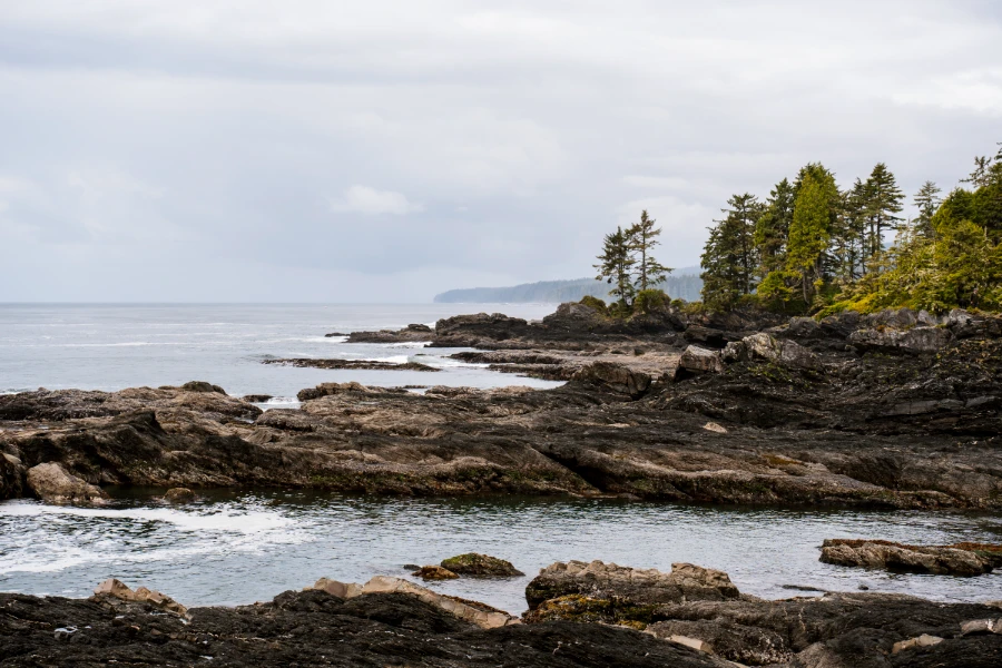 Rocky outcrops and a few scraggly trees along a rough coast