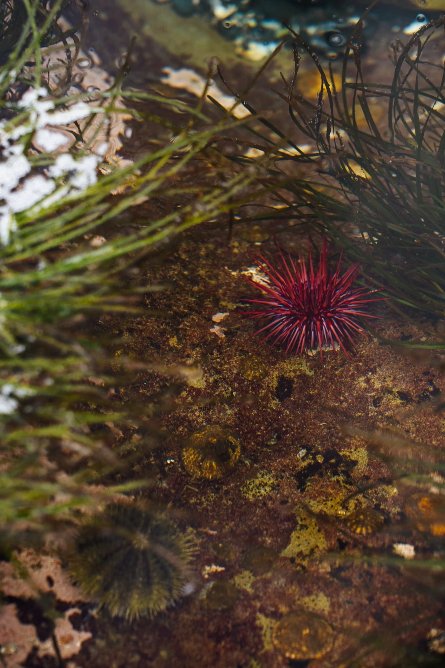 A pink sea urchin in a shallow tidal pool at Botanical Beach