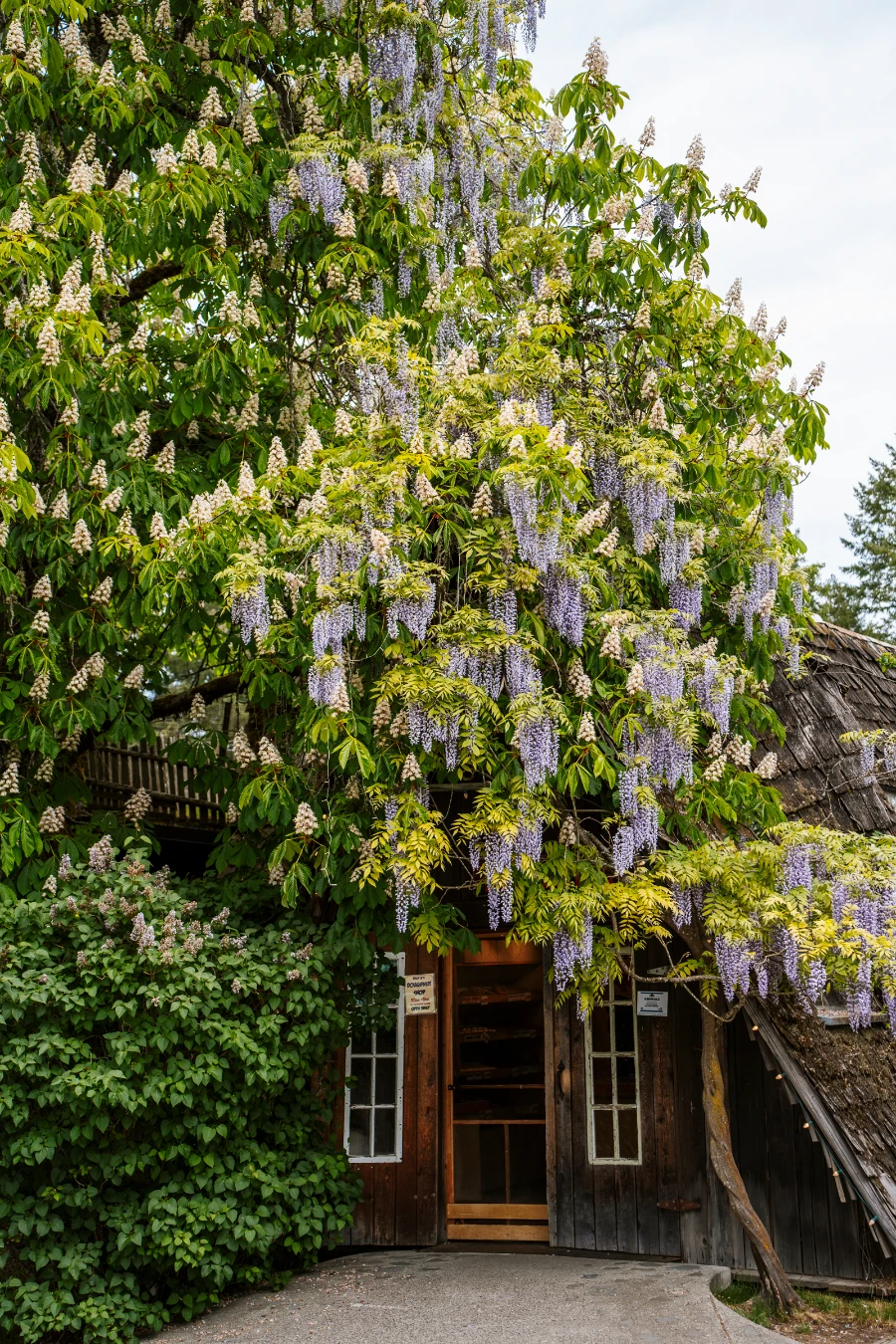The entrance to a wooden cottage style shop is framed by a tree with hanging purple flowers