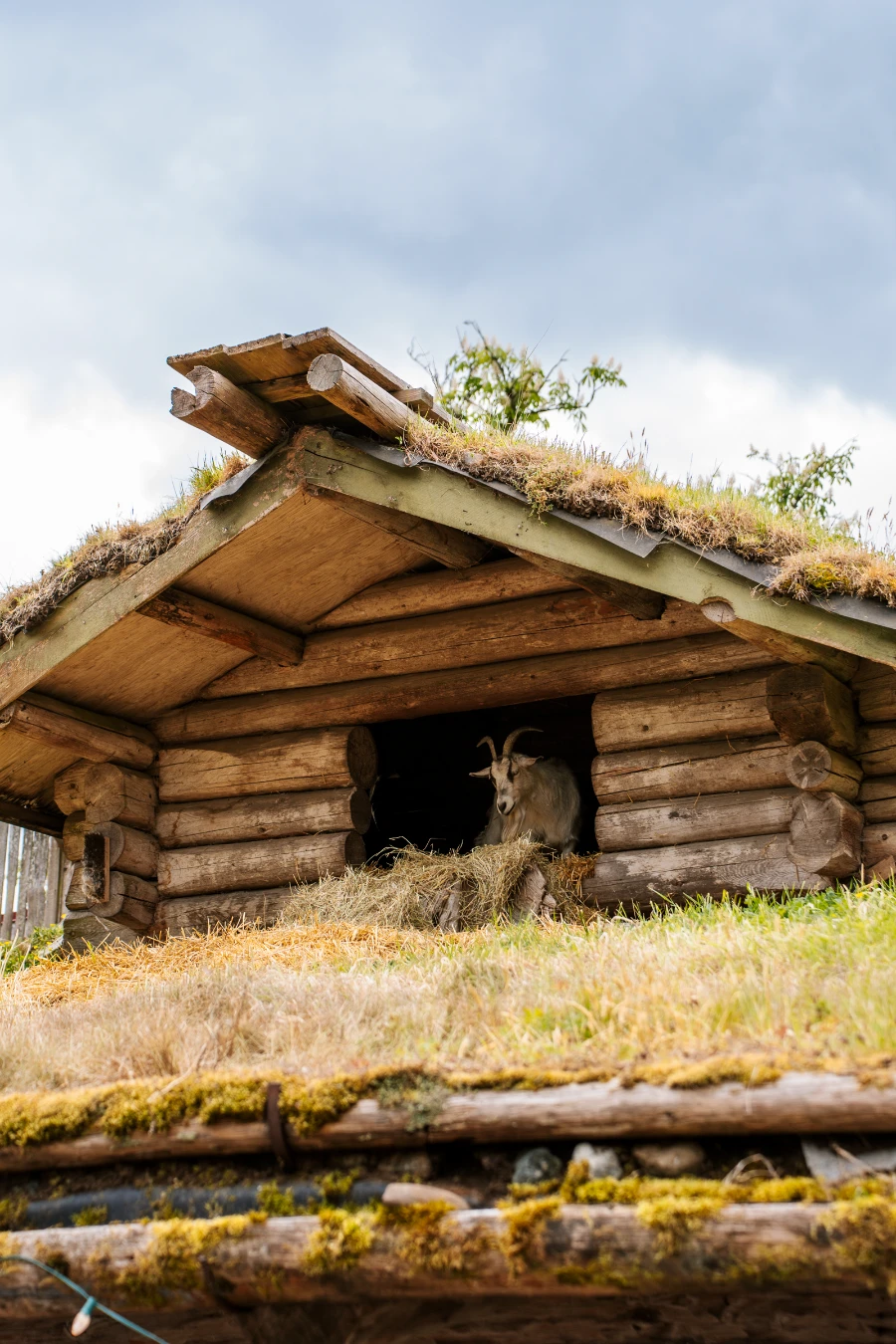 A goat pokes its head out from a stable on the roof of a thatched roof building covered in grass and hay
