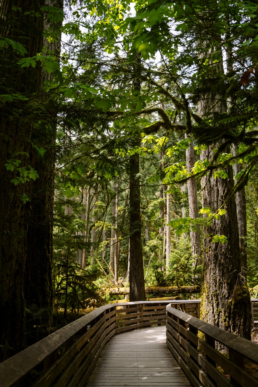 A wide wooden boardwalk that is fenced on both sides with large trees surrounding it