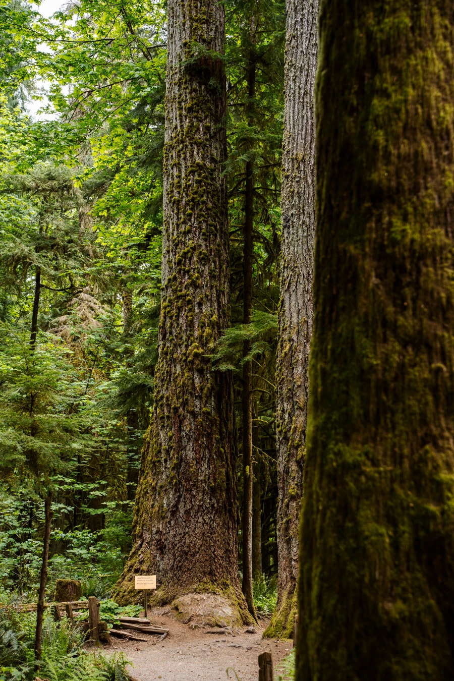 Massive old cedar trees tower over a wide dirt path