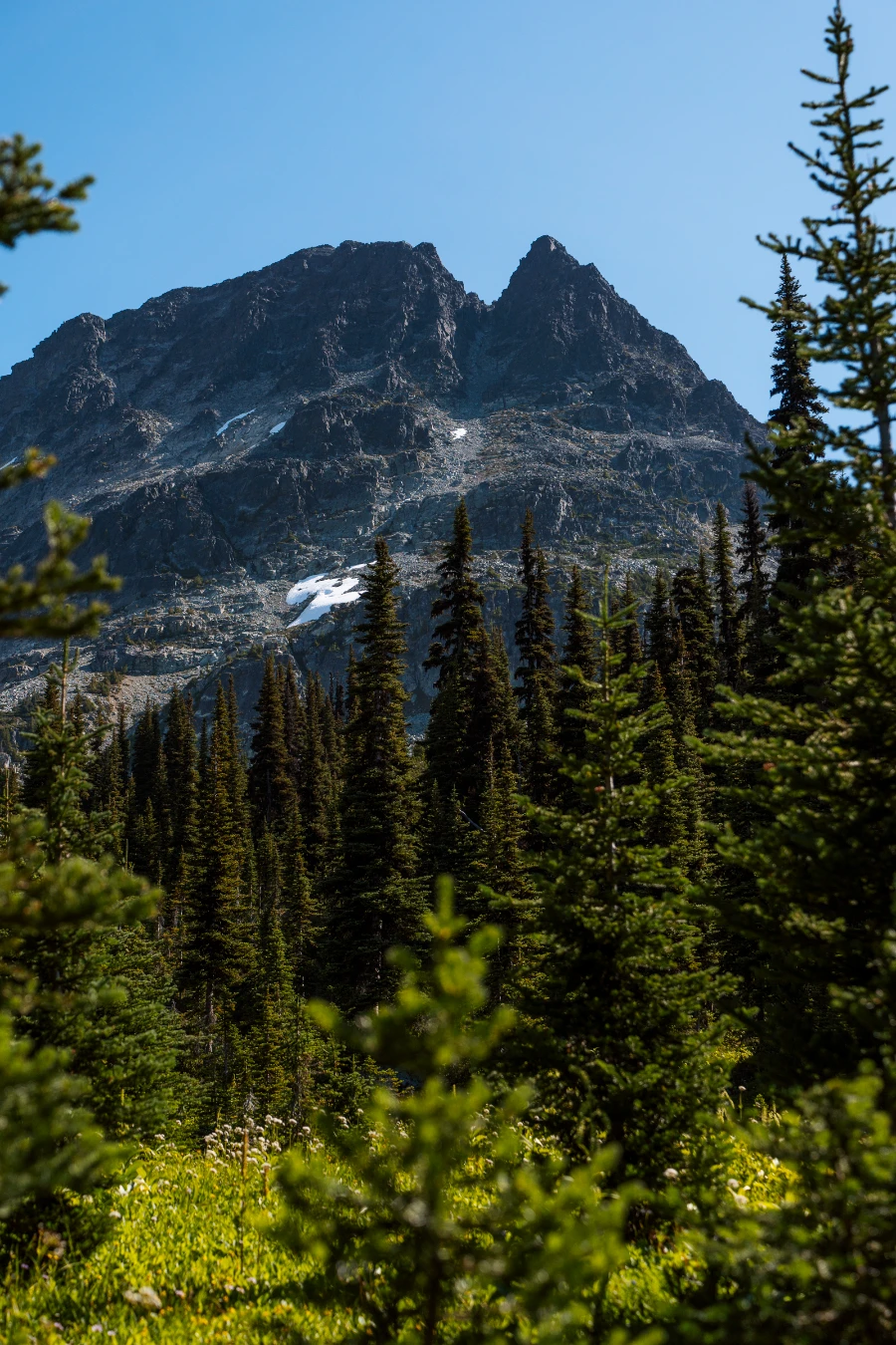 Blackcomb Peak towering above a row of evergreen trees