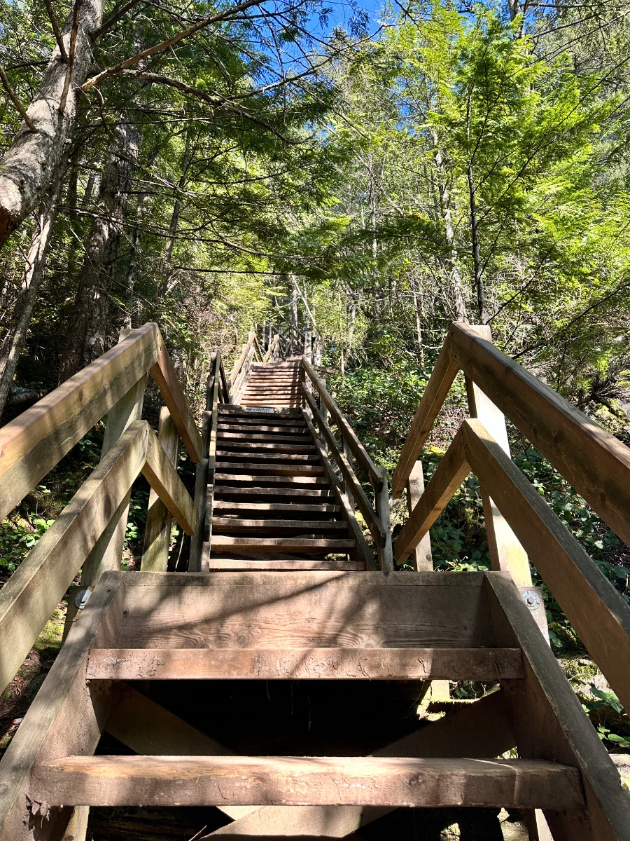 A wooden staircase climbing steeply up into the forest near the base of the Stawamus Chief Hike