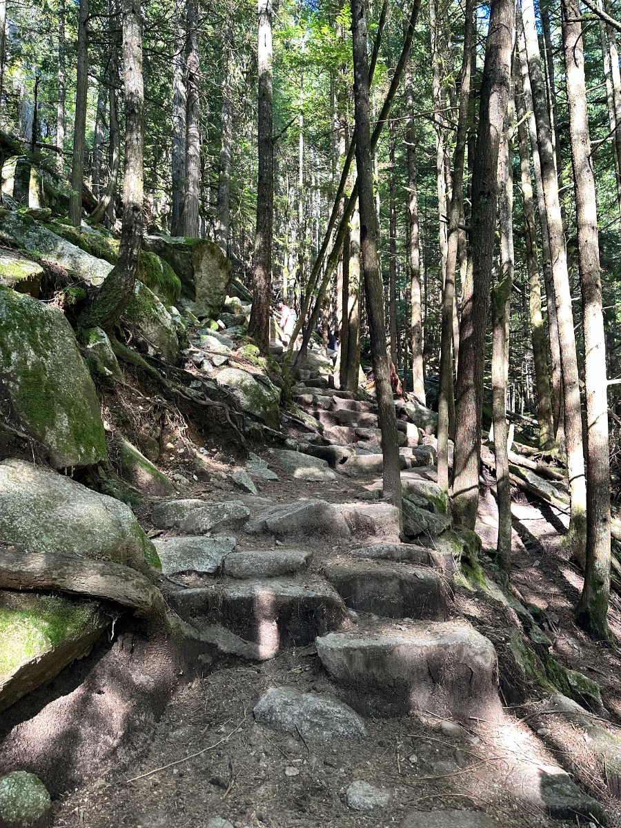 A natural staircase of rocks and roots climbing steeply up into the forest near the base of the Stawamus Chief Hike