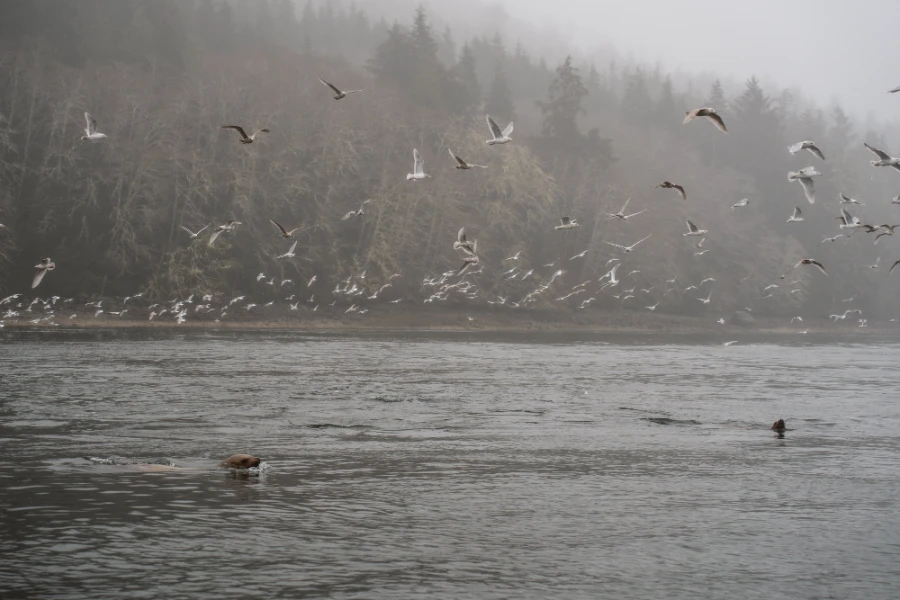 Dozens of white birds fly over two seals swimming off the coast of a misty forest