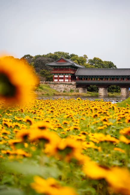 How To Visit Gyeongju, South Korea, Top 12 Things To Do (2025 Guide)