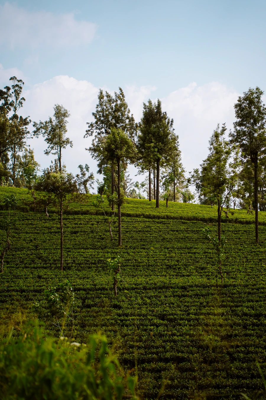 Kandy to Ella Train: Tea plantation views from the train