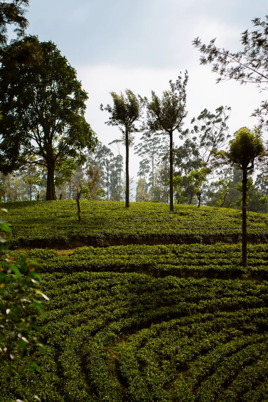 Image related to kandy ella train