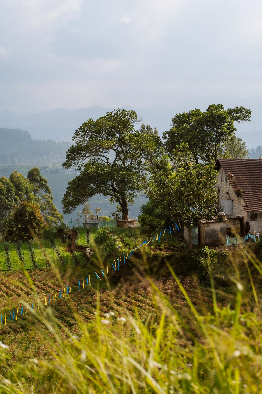 Image related to kandy ella train
