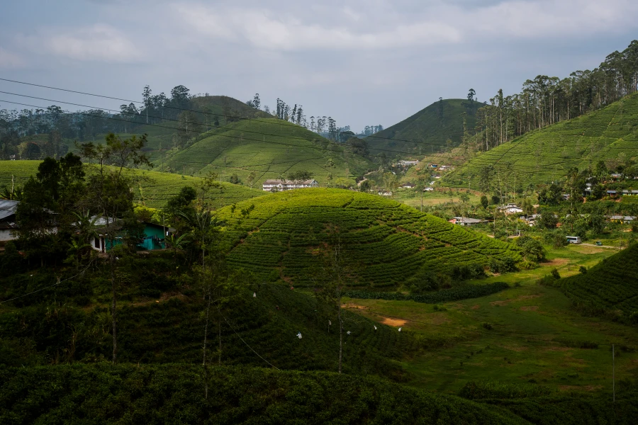 Kandy to Ella Train: Rolling hills covered in tea plants