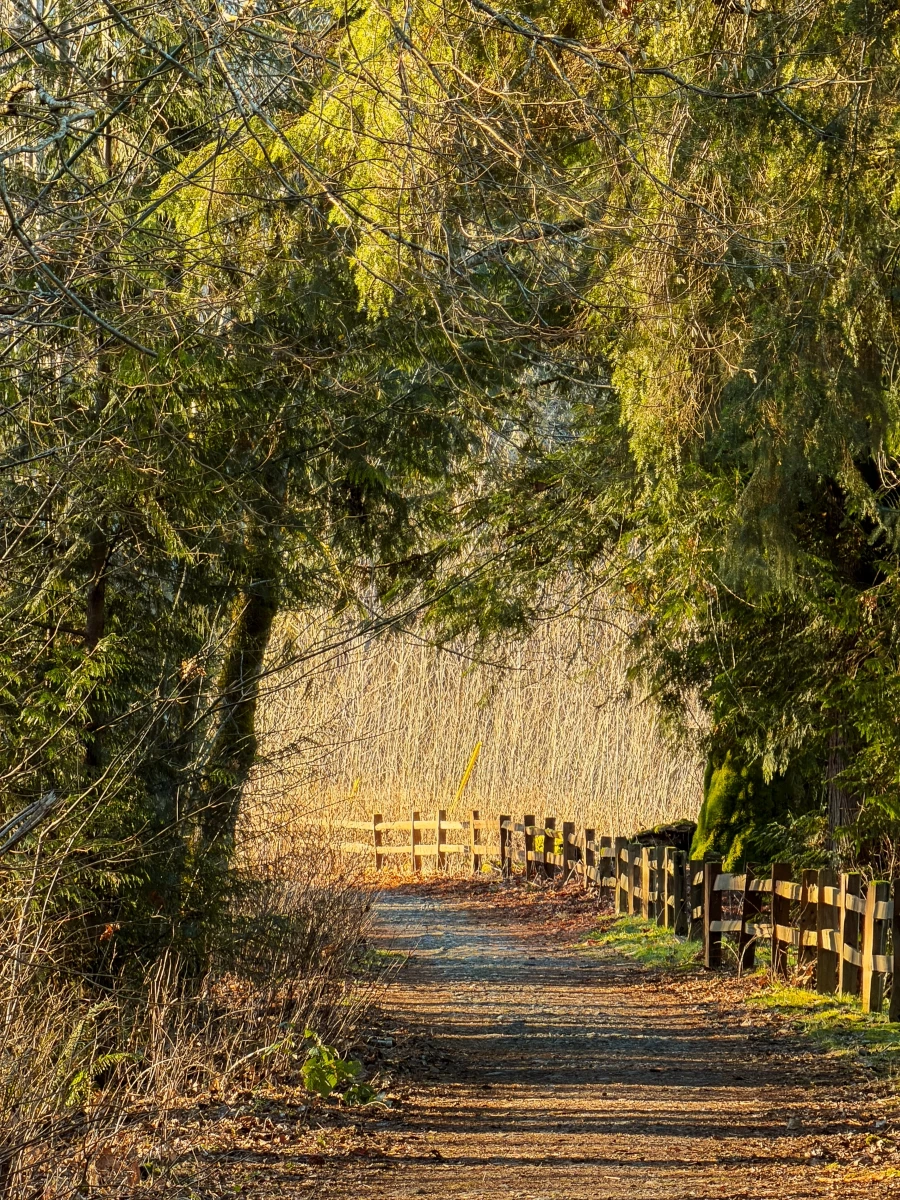 A wide flat path flanked on the left by trees and by the right by a low wooden fence