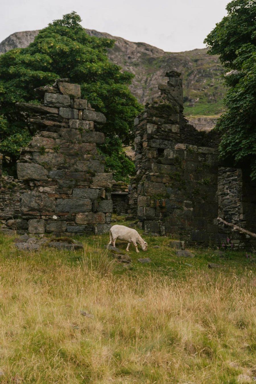 A sheep grazing grass in front of large stone ruins in Snowdownia, Wales