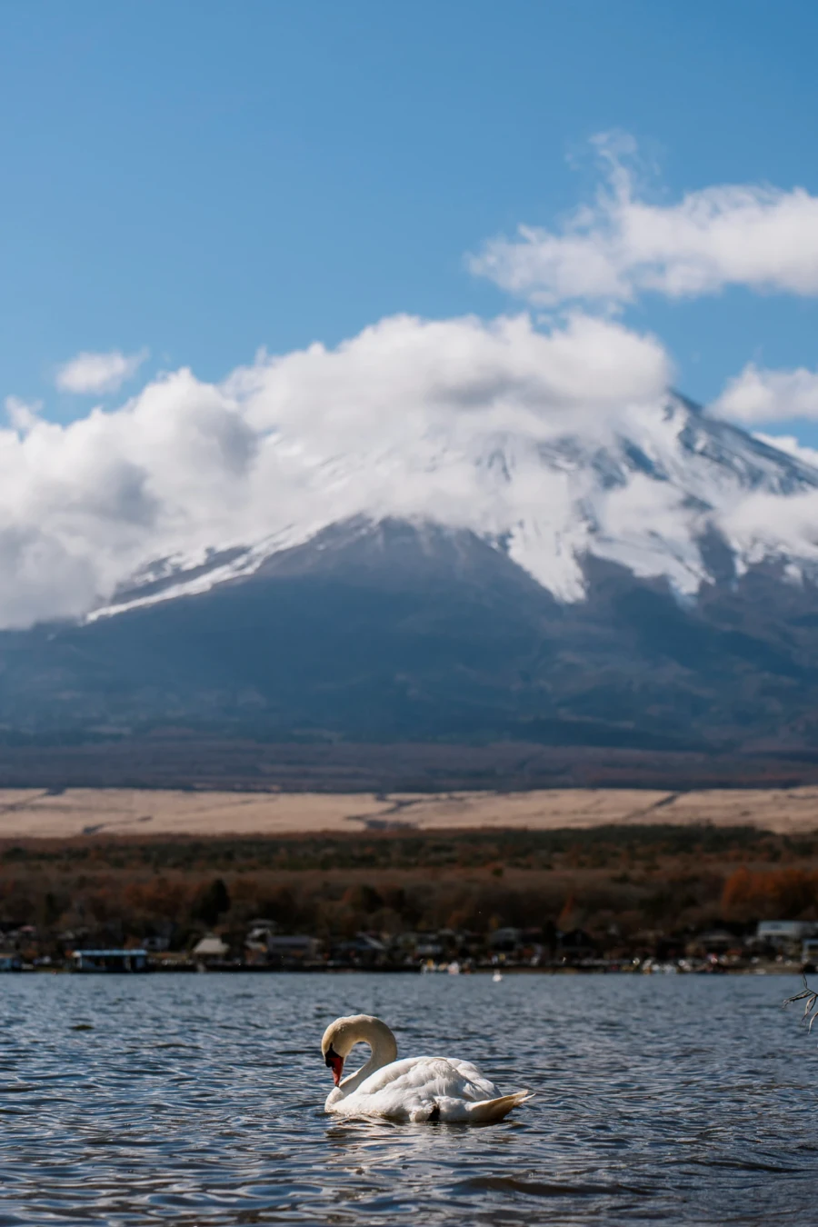A white swan floats in the calm waters of  Lake Yamanaka grooming themselves with the snow capped peak of Mt Fuji in the distance