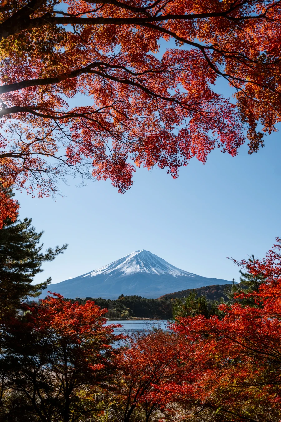 Red leaves from a tree above and more from a bush below frame Mt Fuji in the distance at the Momiji Tunnel