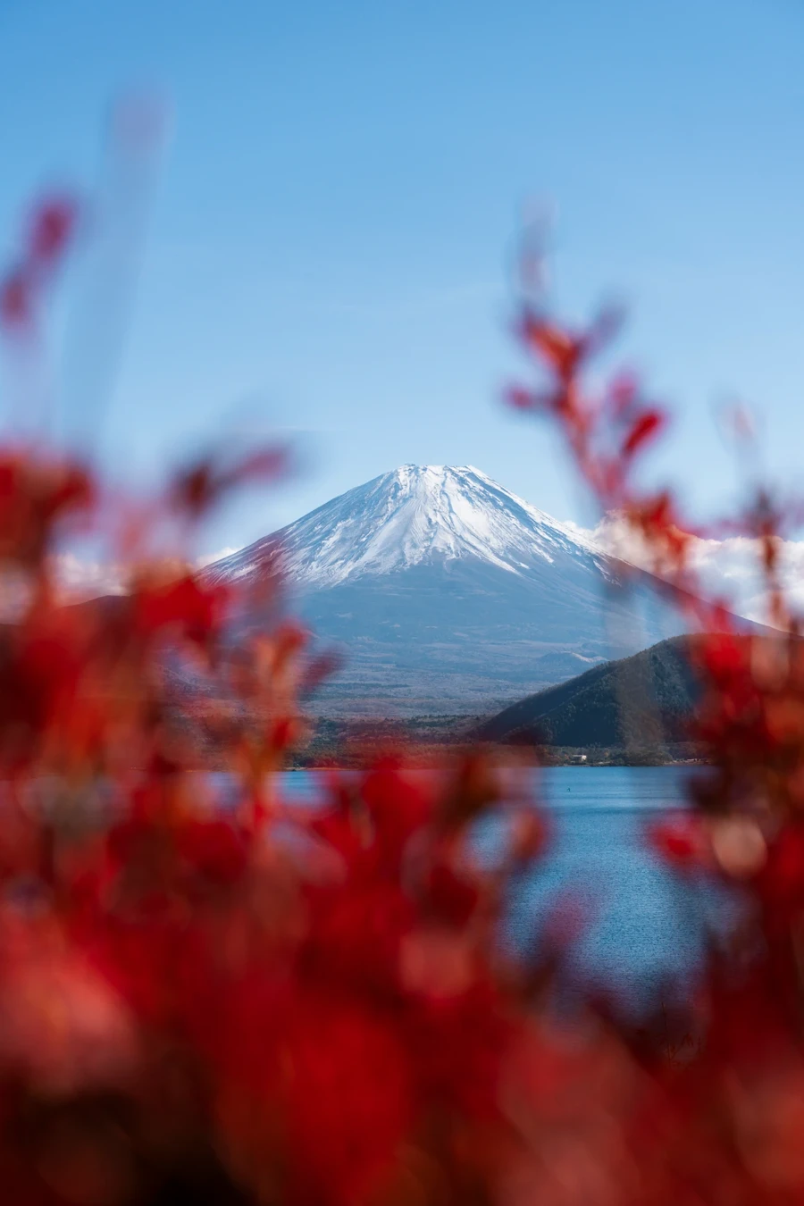 Red leaves frame a snow capped Mt Fuji