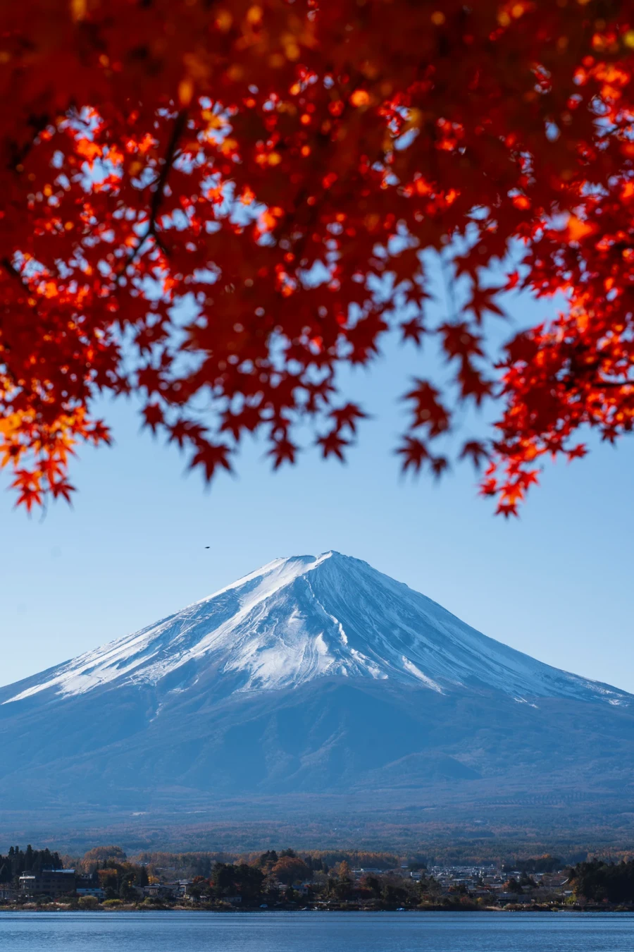 The snow capped peak of Mt Fuji seen from Oishi Park framed by red leaves in Japan