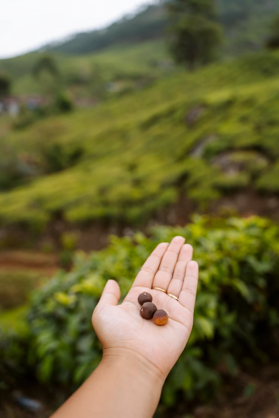 Image related to munnar