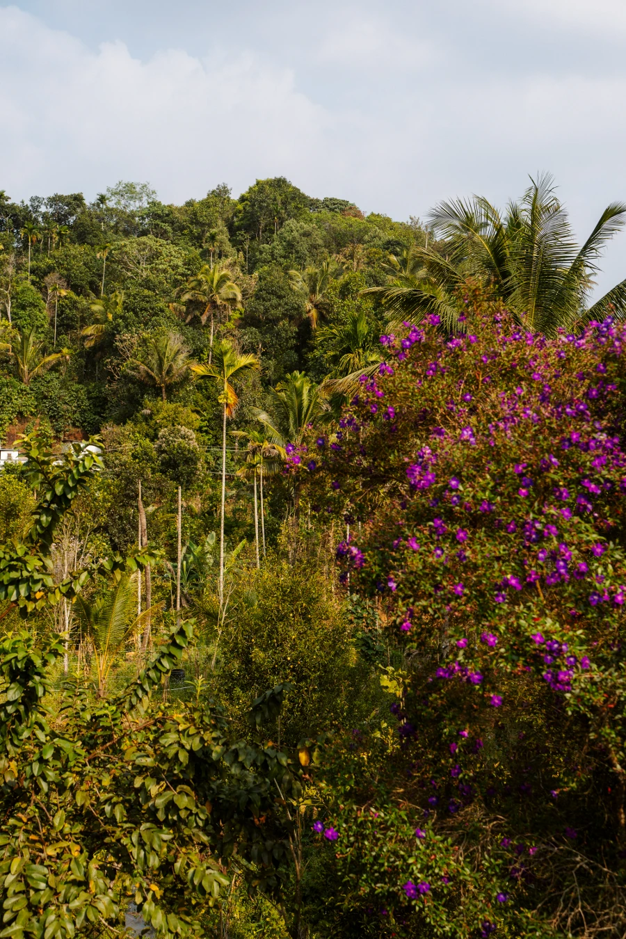 Image related to munnar