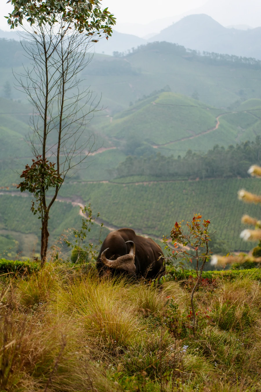 Image related to munnar