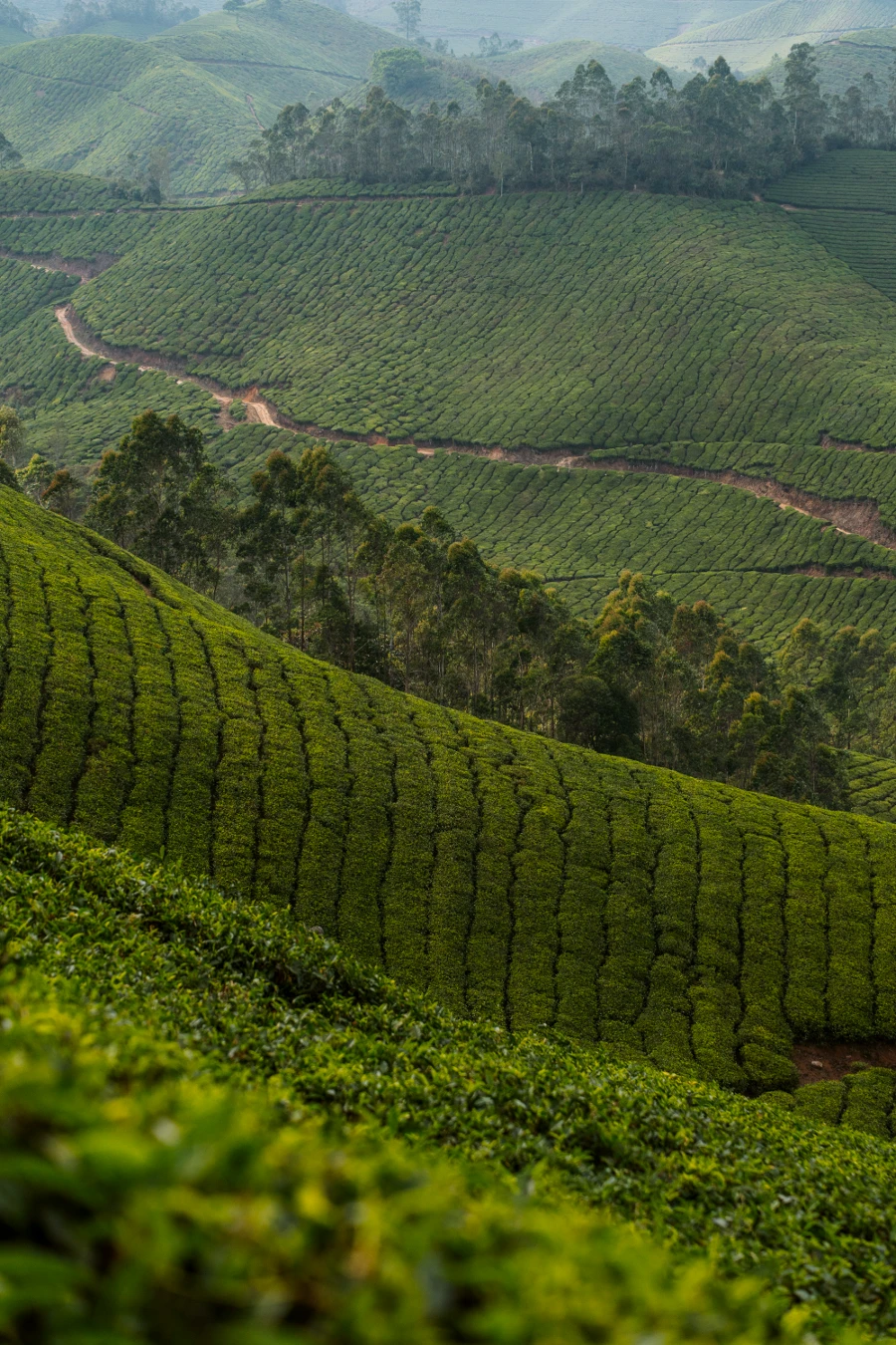 Image related to munnar