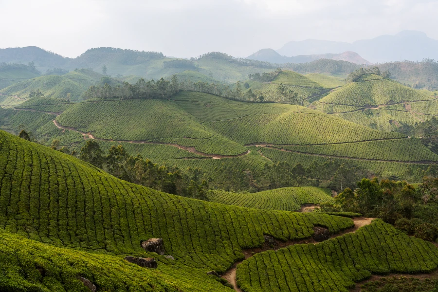 Image related to munnar