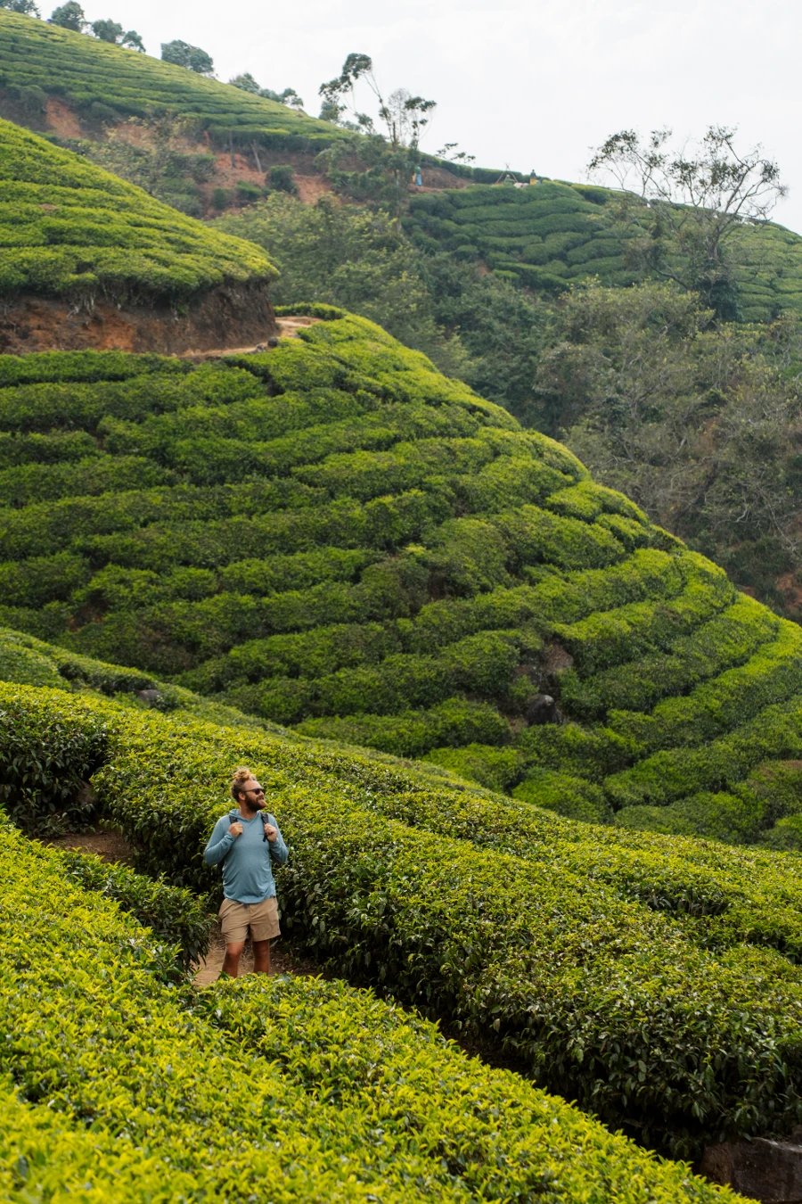 Image related to munnar
