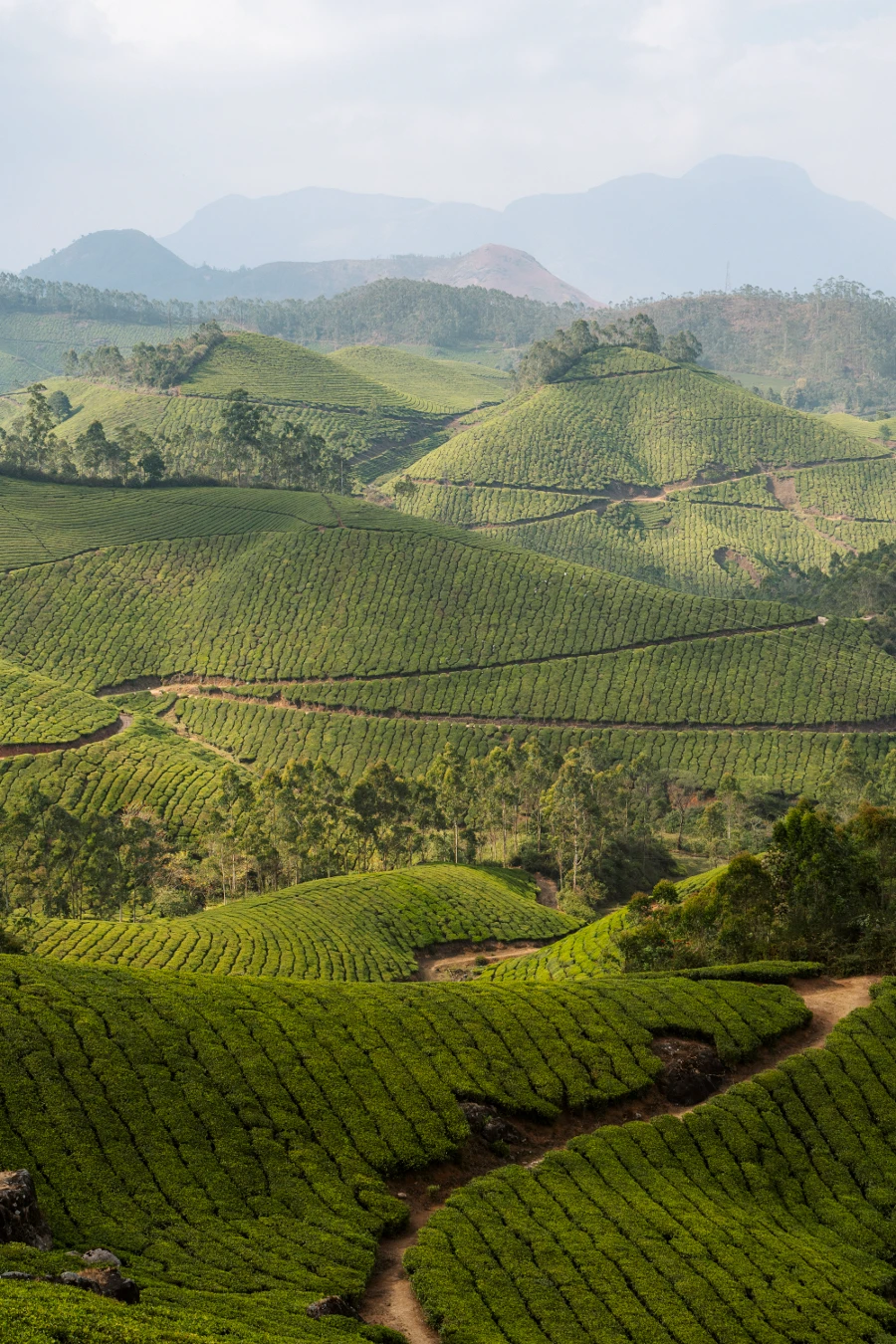 Image related to munnar