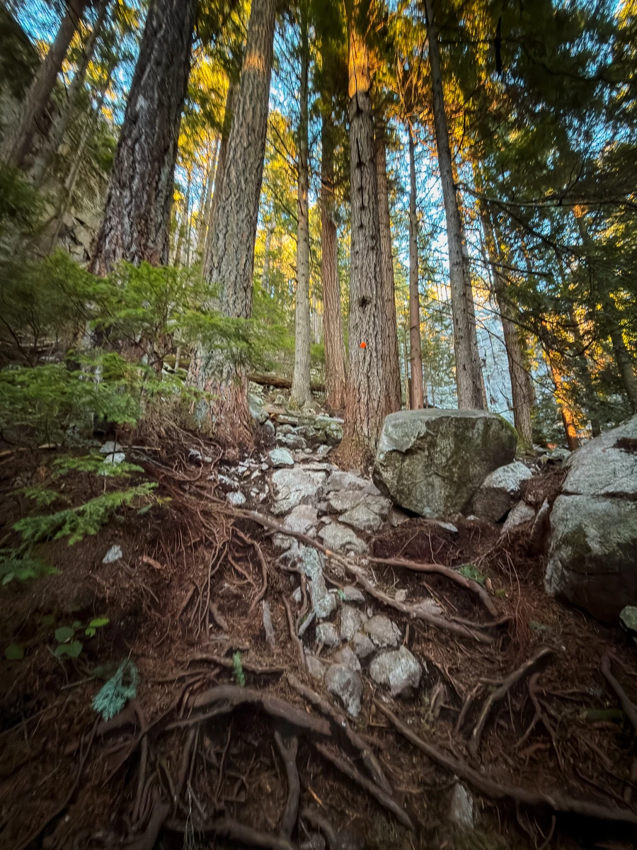 A steep trail comprised of stones and roots