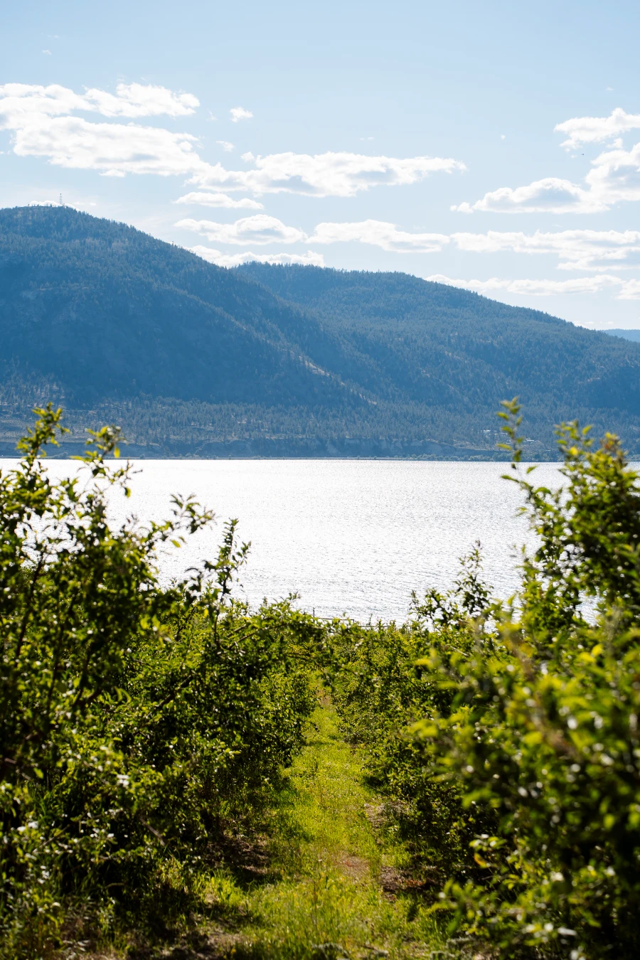 Rows of grape vines grow in a row down a hill leading to Okanagan Lake and the mountains beyond.