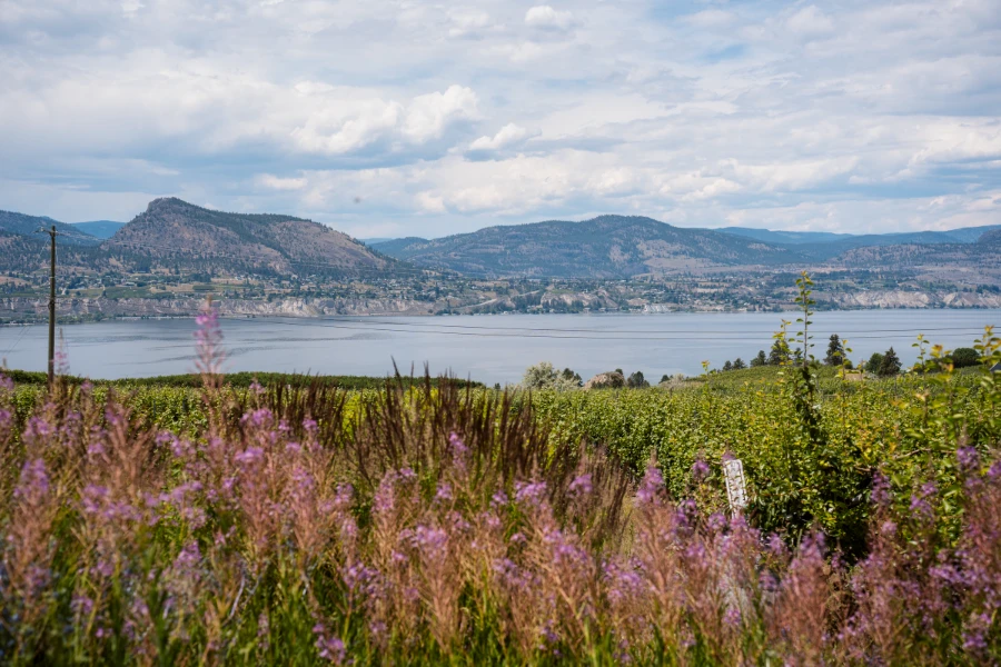 Rows of purple lavender plants in the foreground with a sea of orchards beyond and a large blue lake past that