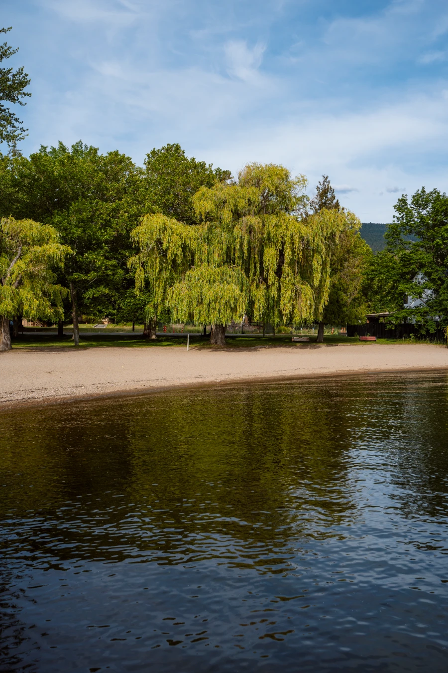 A large drooping willow tree casts shade along the small sandy beach that runs next to the calm waters of Okanagan Lake.