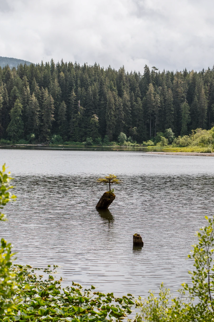 A small Bonsai tree growing out of a log floating in the middle of a small tree-lined lake