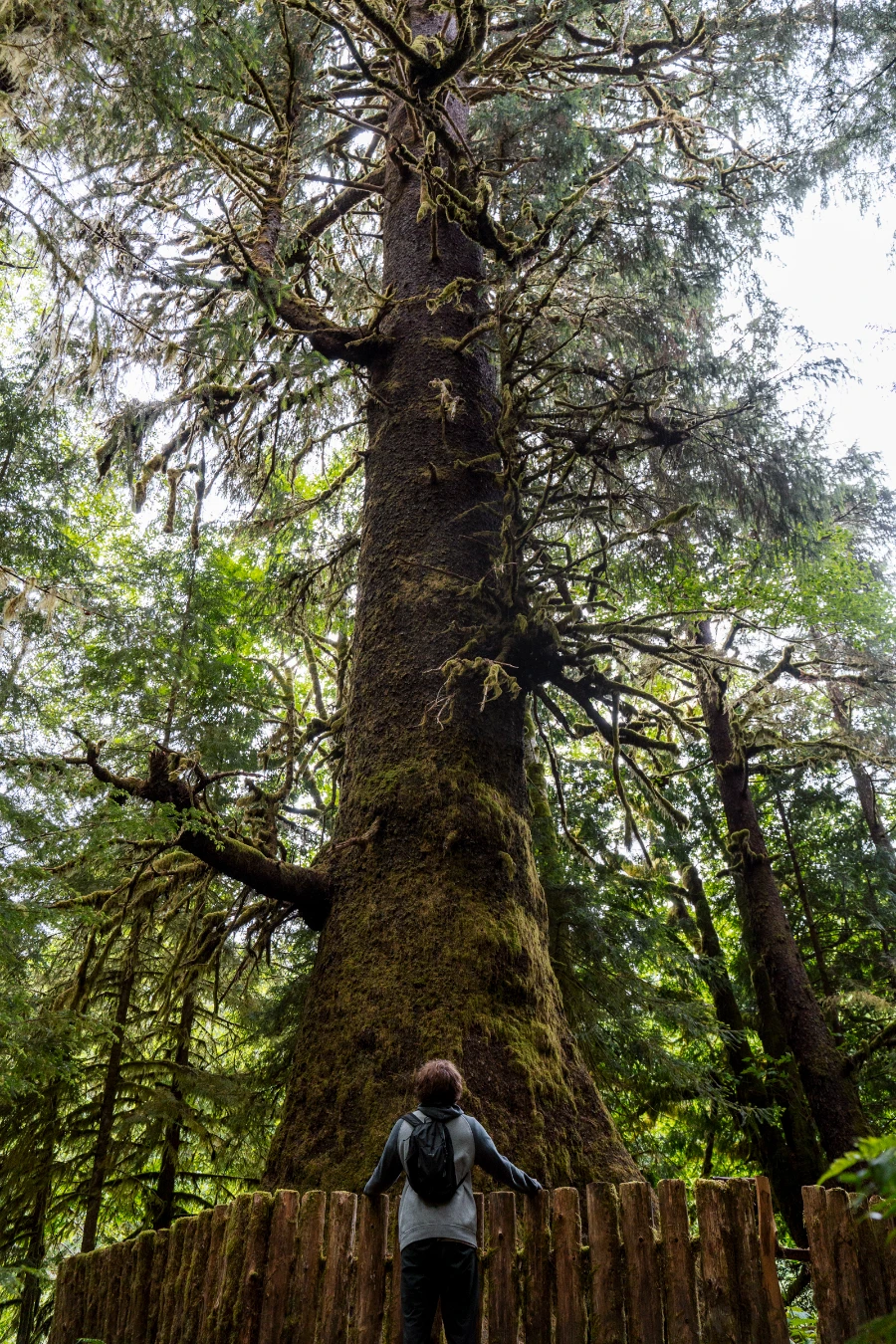 A man stands with both hands on a short wooden fence that encircles a massive spruce tree