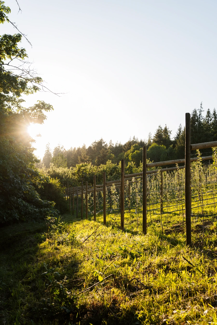 The setting sun glints through a gap in a row of apple trees in the Merridale Cidery orchard
