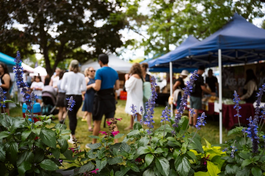 Several groups of people framed by lush stalks of lavender wandering around lines of farmers’ market stands
