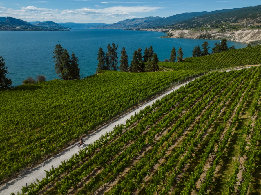 A woman on an E-bike rides along a wide gravel path that cuts between a massive vineyard with dozens of rows of vines growing on either side of the path.
