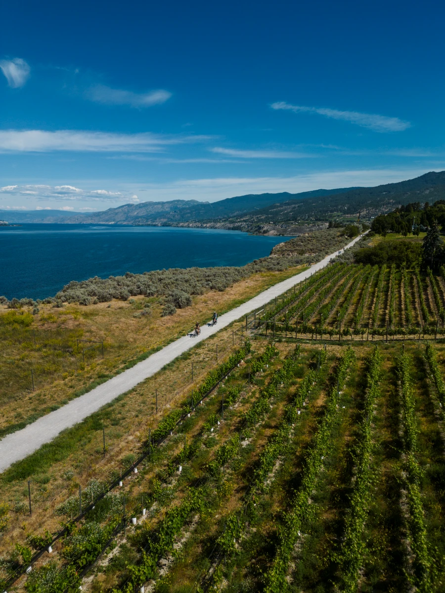 The wide gravel path of the Penticton portion of the KVR shrinks as it disappears into the horizon, with rows of vineyards to its right and a massive blue lake down a steep hill to its left.
