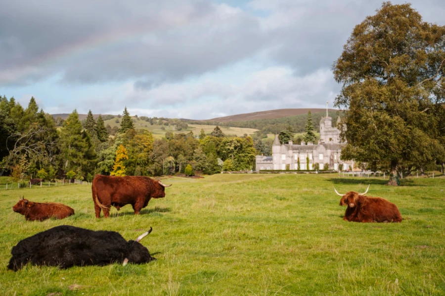 Highland Cows lounging in the grass outside Balmoral Castle