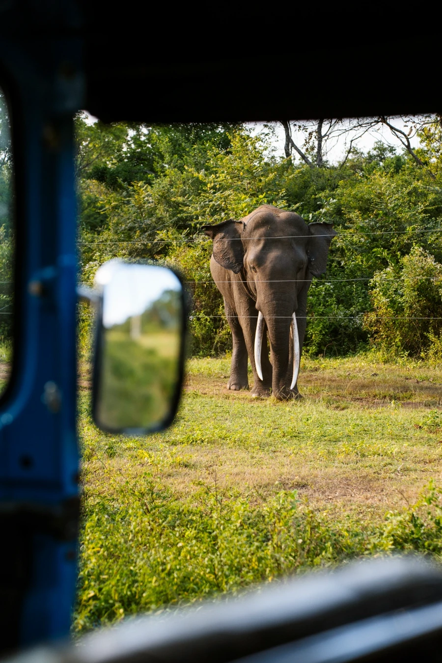 Wild elephant standing behind an electric fence through the window of a tuktuk